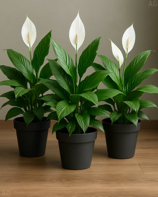 Como Florescer o Lírio da Paz