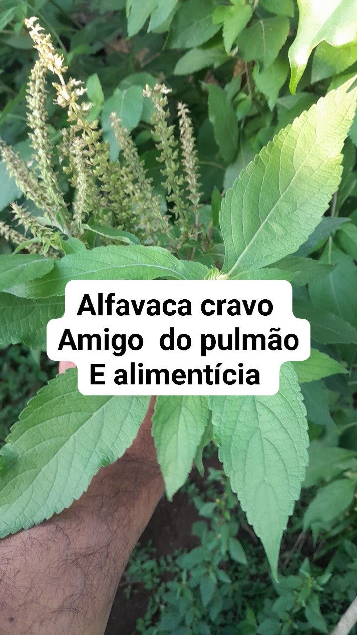 Alfavaca-cravo