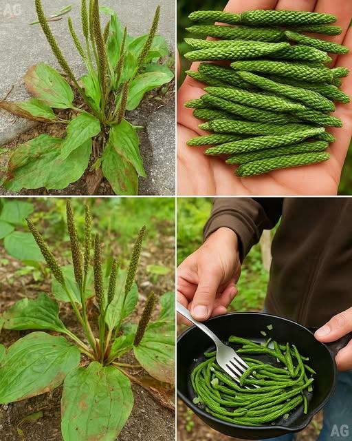 Nunca pise nessa planta