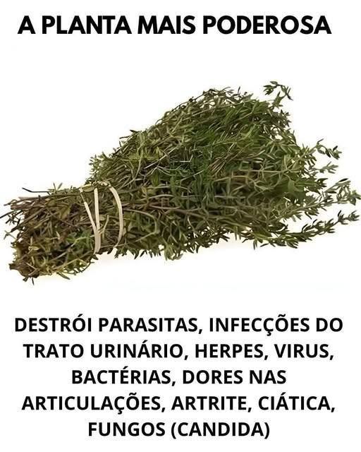 O Tomilho e Seus Benefícios
