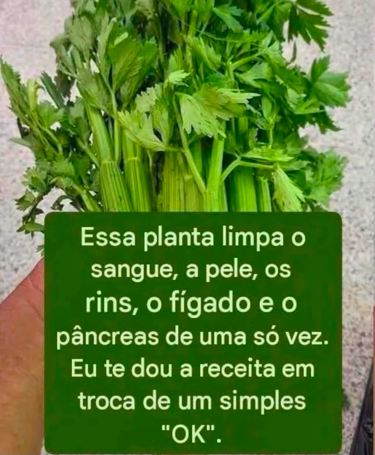 Suco de Ora-Pro-Nóbis