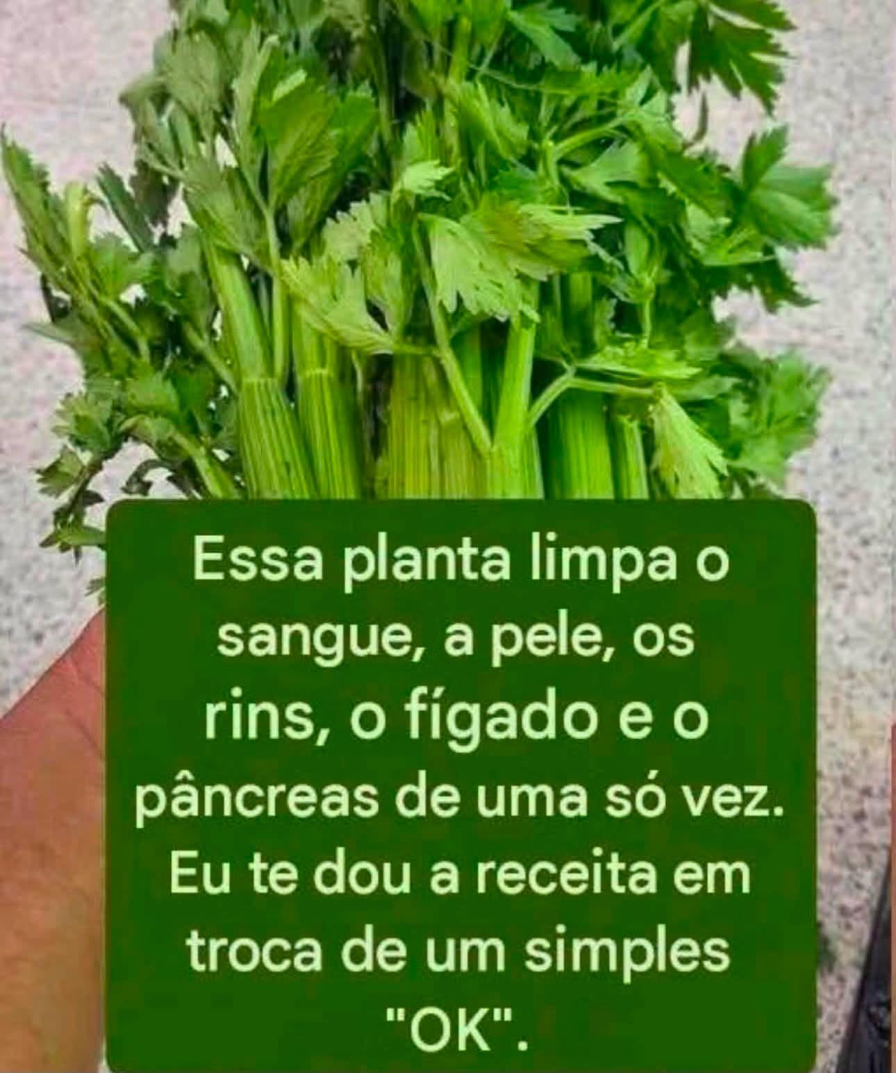 Suco de Ora-Pro-Nóbis