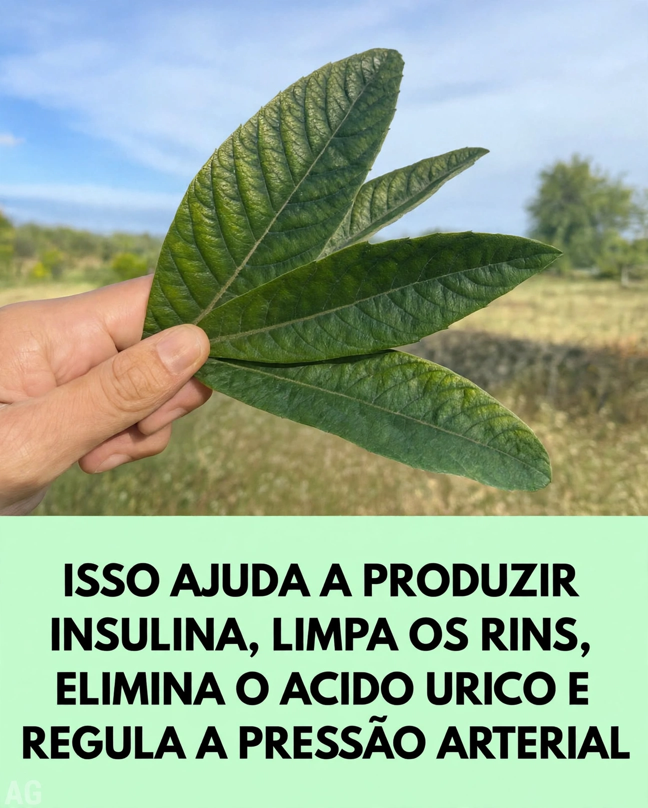 Folha de Nespereira ou ameixa amarela